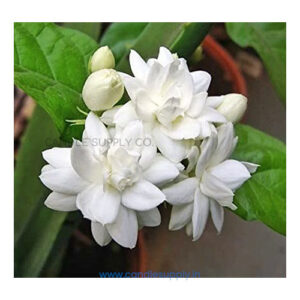 jasmine fragrance oil