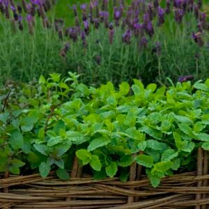 Lavender & Garden Mint Fragrance Oil